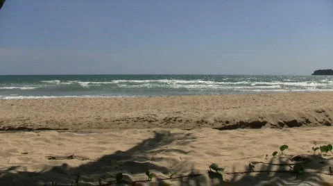 Beach with Dog passing by Video stock 851000