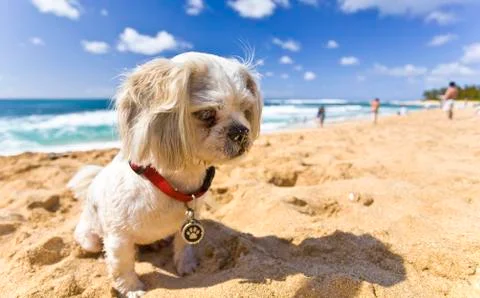 Beach Dog Stock Photos