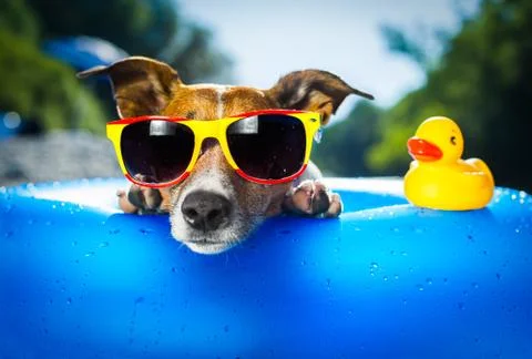 Beach dog Stock Photos