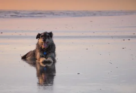 Beach dog Stock Photos