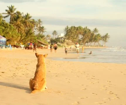 Beach dog Stock Photos