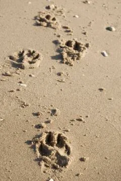 Beach dog walk Fotos Stock