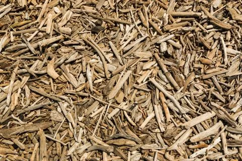 Beach drift wood Stock Photos