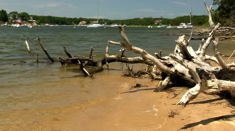Beach driftwood Cape Cod Stock Footage 12187574