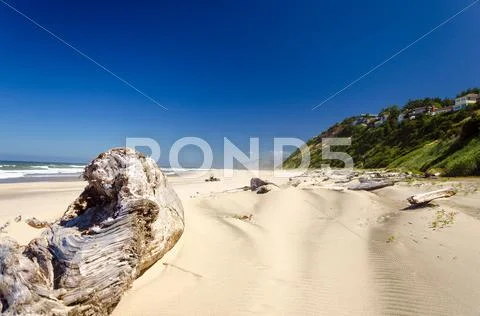 Beach Driftwood Stock Photos