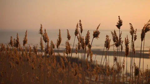 Beach dry grass in front of sunset and river. Reed stalks blowing in the wind. Stock Footage 130136286