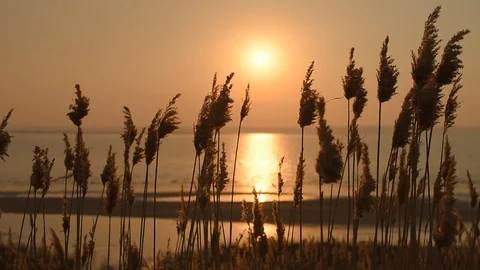 Beach dry grass in front of sunset and river. Reed stalks blowing in the wind. Vídeo Stock 130136529