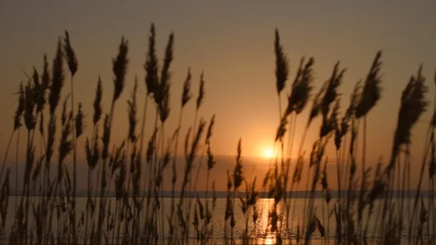 Beach dry grass in front of sunset and river. Reed stalks blowing in the wind. Stock Footage 130137537