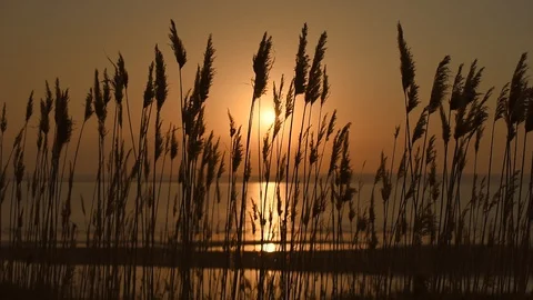 Beach dry grass in front of sunset and river. Reed stalks blowing in the wind. Stock Footage 130137614