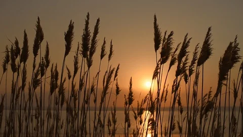 Beach dry grass in front of sunset and river. Reed stalks blowing in the wind. Vídeo Stock 130137701