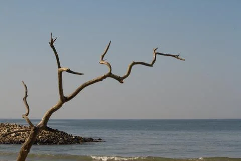 From the beach with a dry tree in the foreground Stock Photos