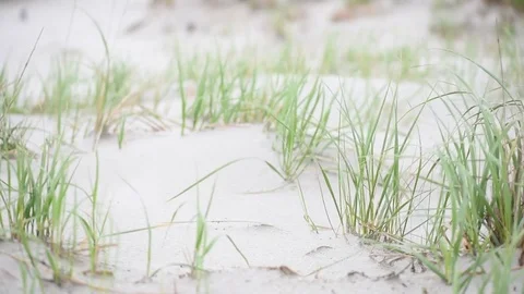 Beach dune grass overcast Stock Footage 75770388