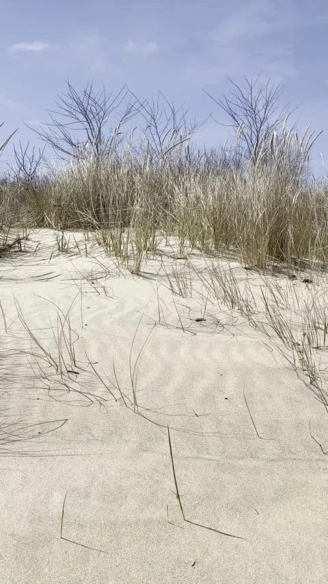 Beach Dune Grass on a Windy Day, Vertical Video Stock Footage 305719459