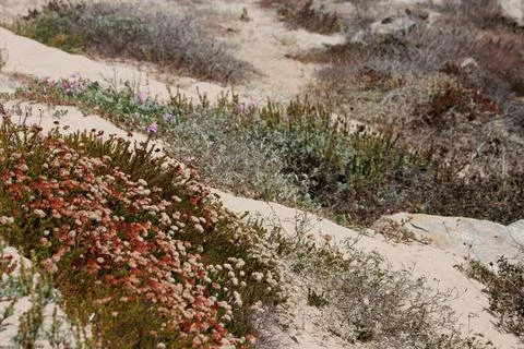 BEACH DUNE SCRUB Stock Photos