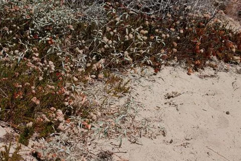 BEACH DUNE SCRUB Foto stock