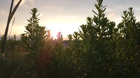 Beach Dune Sunrise Video stock 246612012