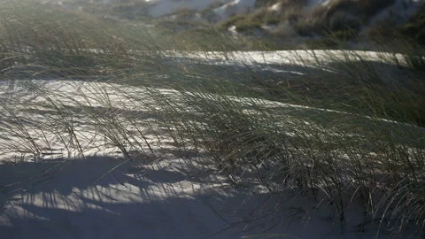 Beach dune vegetation moved by the wind at sunset. Video stock 220061446