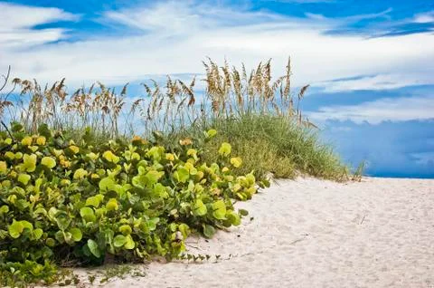 Beach dune vegetation Stock Photos