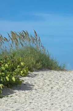 Beach dune vegetation Stock Photos