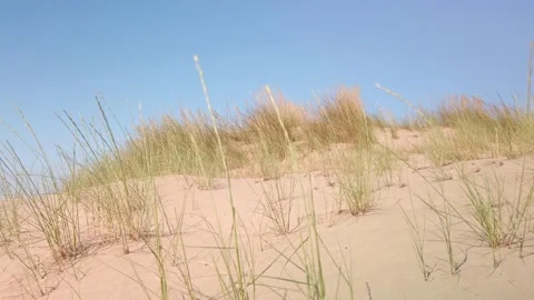 Beach dune with wind blowing grass Video stock 133551597