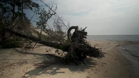 Beach with dunes and dry trees and branches. Video stock 244604961