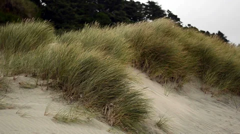 Beach Dunes and Grass Stock Footage 31583694