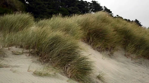 Beach Dunes and Grass Stock Footage