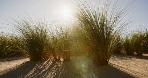 Beach Dunes and Grass with Sunlight Shining Through Stock Footage