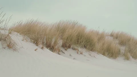 Beach dunes with dune grass 4k 스톡 동영상 154811586