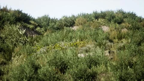 Beach dunes with long grass Illustrazione stock