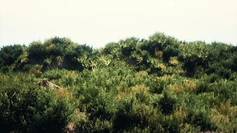 Beach dunes with long grass Stock Illustration