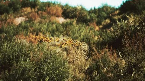 Beach dunes with long grass Stock Illustration