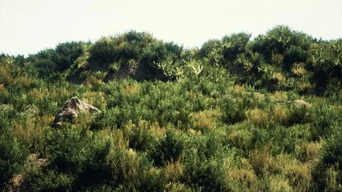 Beach dunes with long grass Stock Illustration