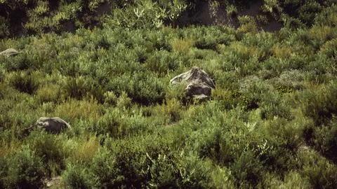 Beach dunes with long grass Stock Illustration