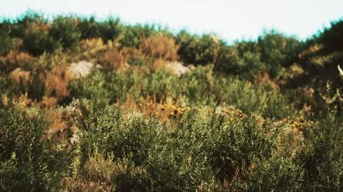 Beach dunes with long grass Illustrazione stock