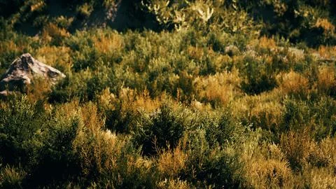 Beach dunes with long grass Stock Illustration