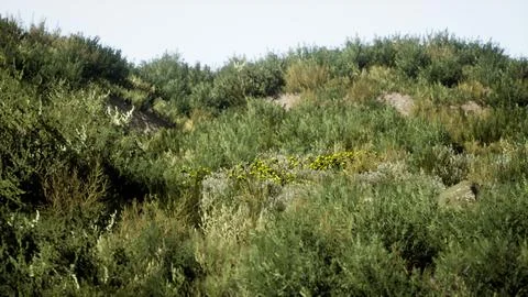 Beach dunes with long grass Stock Illustration