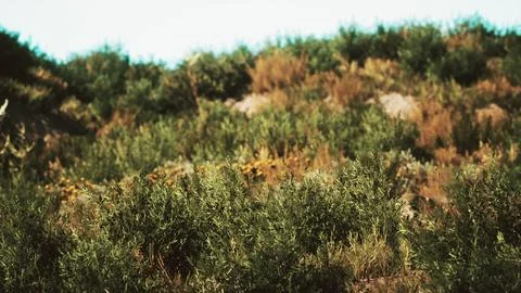 Beach dunes with long grass Stock Illustration