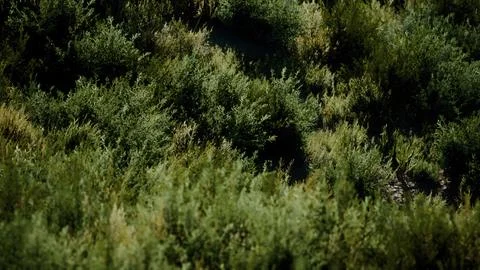 Beach dunes with long grass Stock Illustration