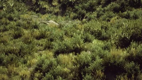 Beach dunes with long grass Stock Illustration