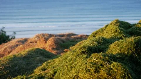 Beach Dunes Stock Photos