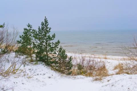 Beach dunes with trees in winter Stock Photos