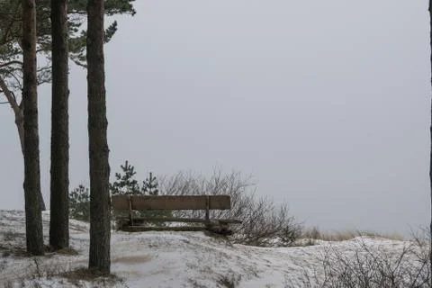 Beach dunes with trees in winter Stock Photos