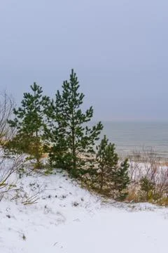 Beach dunes with trees in winter Stock Photos