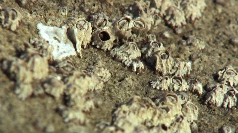 Beach ECU of barnacles on rock Stock Footage 54294527