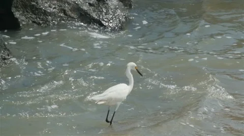 Beach Egret Bird trying to Catch a Fish Stock Footage 66909066