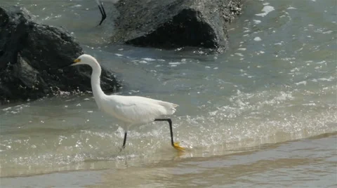 Beach Egret Bird walks through Ocean looking for Fish Stock Footage 66909095