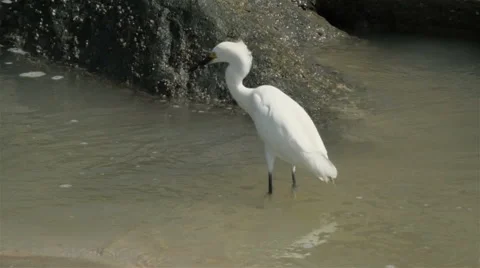 Beach Egret Catches a Fish Stock Footage 66909233