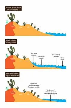Beach erosion during storm, Beach and dune repair after storm 스톡 일러스트