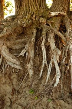 Beach errosion Tree Stock Photos